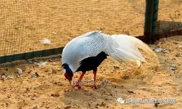 动物园管理应急响应指南：高效处理灰鹤被抢食事件