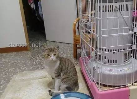 打造梦想中的生态居所：构建带有水质净化系统的猫猫部落瞭望塔指南