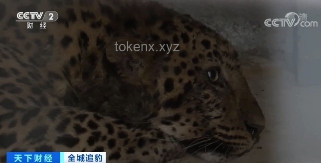 外逃4年后，杭州那只豹子怎样了？金钱豹,杭州野生动物世界,逃逸事件,野外生存,搜捕行动