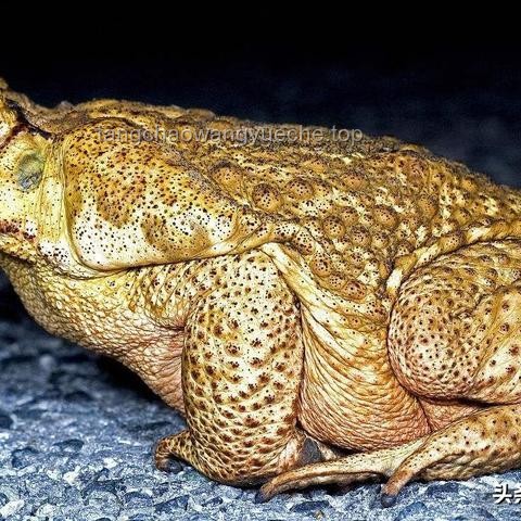 《猫和老鼠》与同类动画对比：解析风靡全球之谜