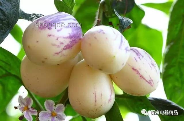 孙颖莎同款落地人参果种植养护指南