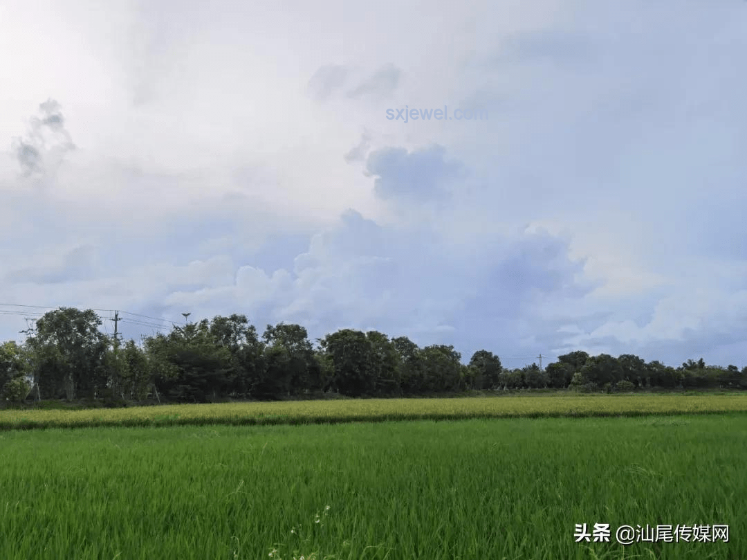 网红车评人“大头”离世后的行业影响与应对